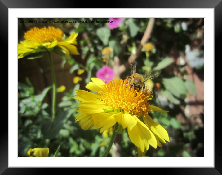 Vibrant Sunflower's Dance with a Bee Framed Mounted Print by Ali asghar Mazinanian