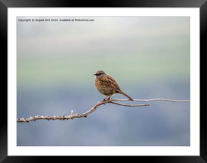 Dunnock Framed Mounted Print by Angela Aird