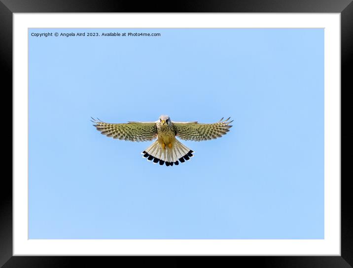 Kestrel. Framed Mounted Print by Angela Aird