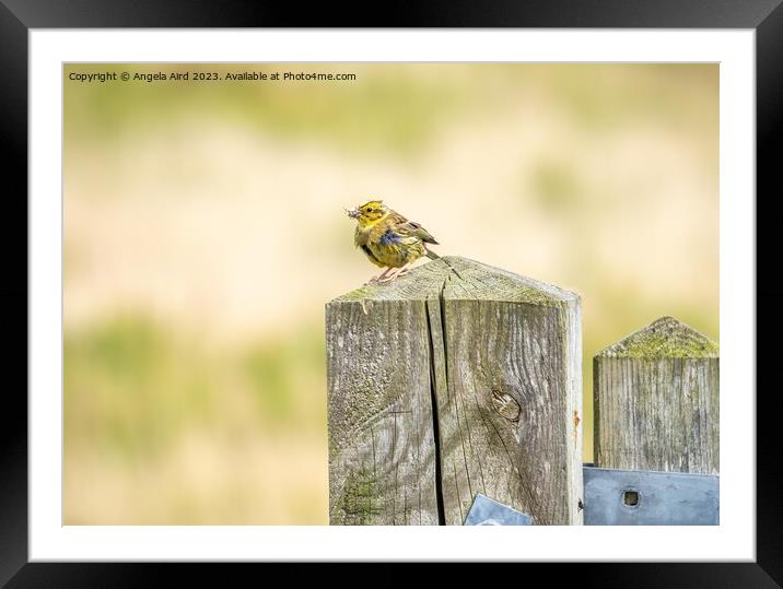  Yellowhammer. Framed Mounted Print by Angela Aird