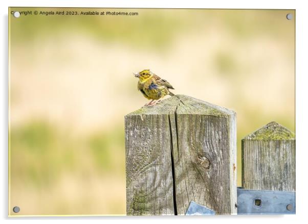  Yellowhammer. Acrylic by Angela Aird