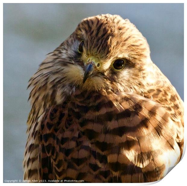 Buzzard  Print by James Allen