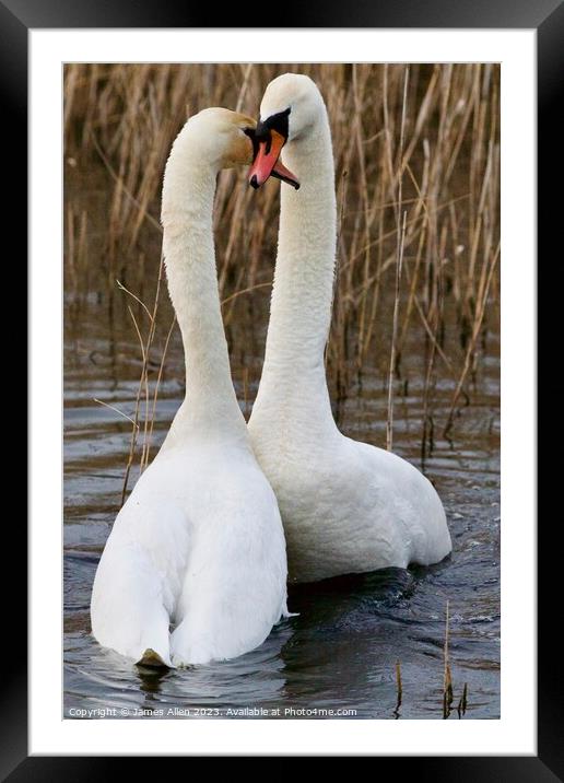 Swans  Framed Mounted Print by James Allen