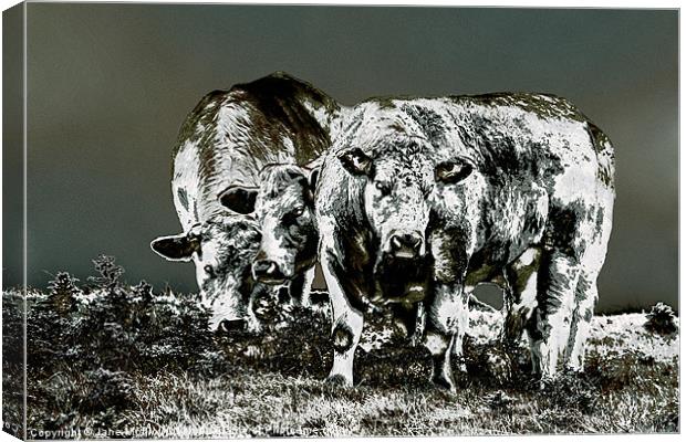 Three Cows Canvas Print by Jane McIlroy