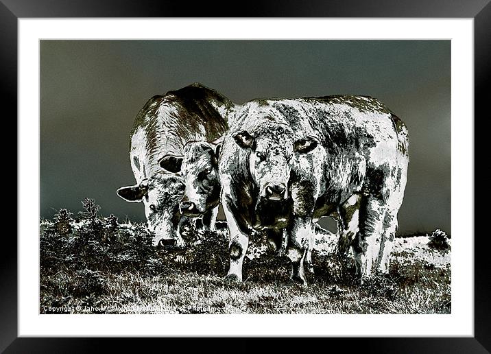 Three Cows Framed Mounted Print by Jane McIlroy
