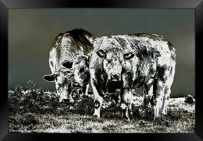 Three Cows Framed Print by Jane McIlroy