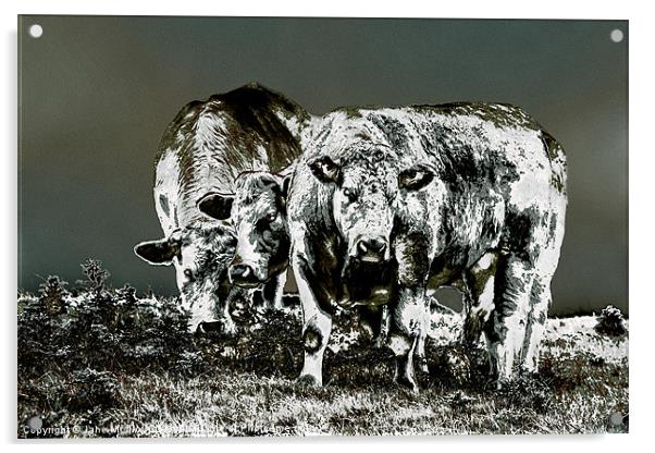 Three Cows Acrylic by Jane McIlroy