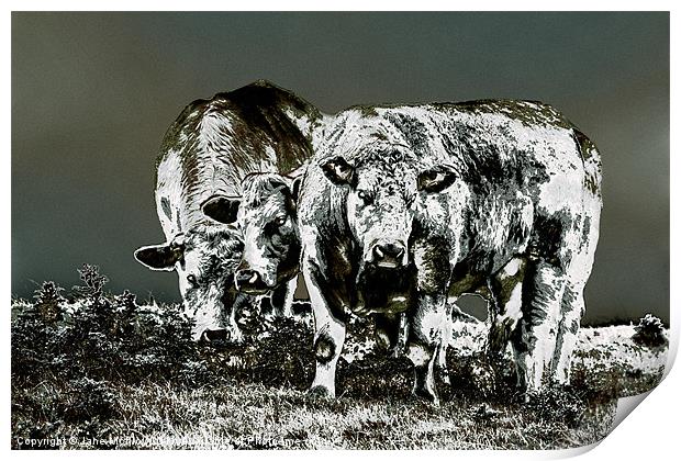 Three Cows Print by Jane McIlroy