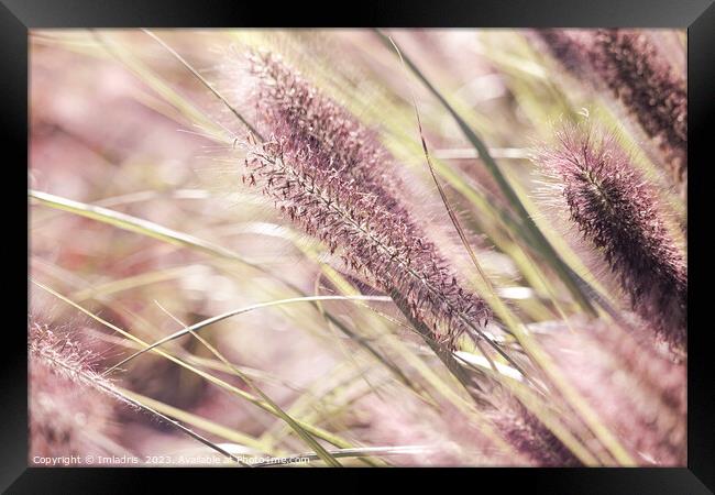 Soft Pink Pennisetum Blooms Framed Print by Imladris 