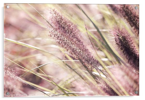 Soft Pink Pennisetum Blooms Acrylic by Imladris 
