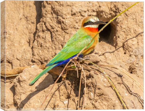 White-fronted Bee-eater Canvas Print by Margaret Ryan