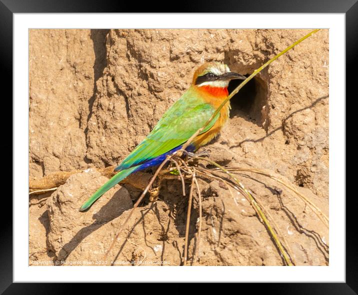 White-fronted Bee-eater Framed Mounted Print by Margaret Ryan
