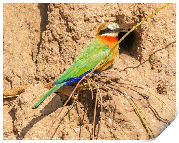 White-fronted Bee-eater Print by Margaret Ryan