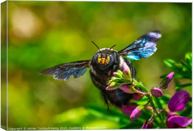 Foraging female carpenter bee (Xylocopa caffra) Canvas Print by Adrian Turnbull-Kemp