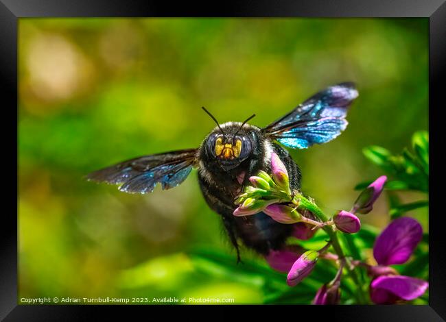 Foraging female carpenter bee (Xylocopa caffra) Framed Print by Adrian Turnbull-Kemp