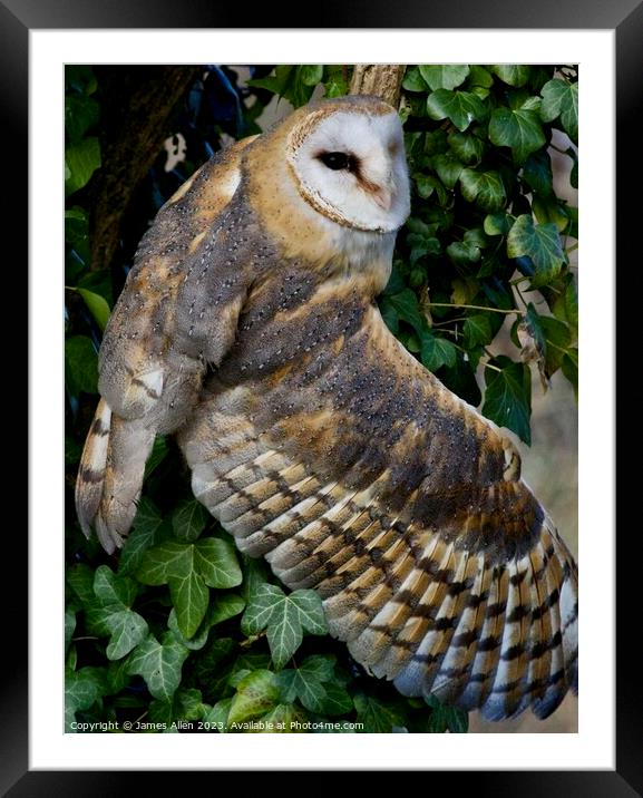 Barn Owl  Framed Mounted Print by James Allen