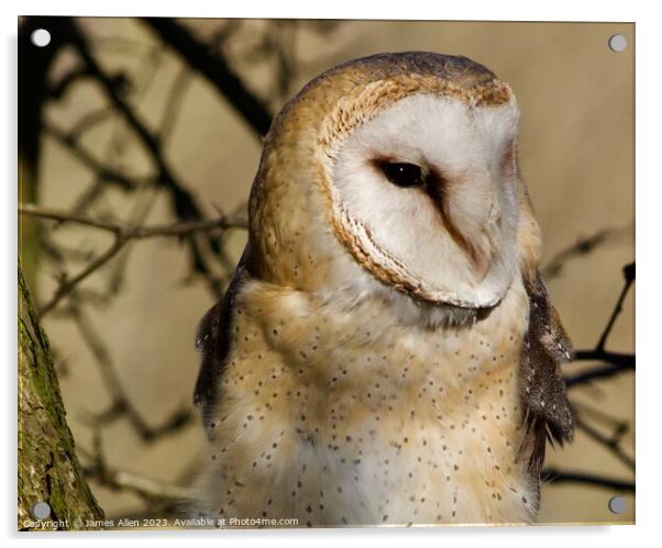 Barn Owl  Acrylic by James Allen
