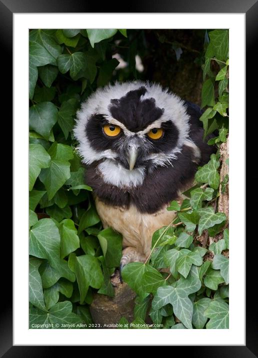 Owls  Framed Mounted Print by James Allen