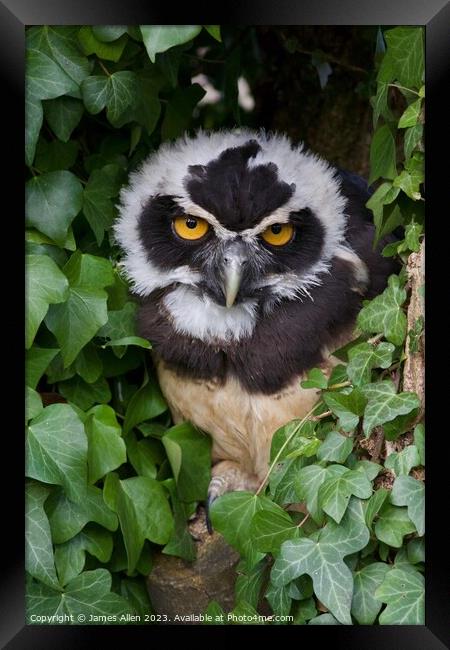 Owls  Framed Print by James Allen