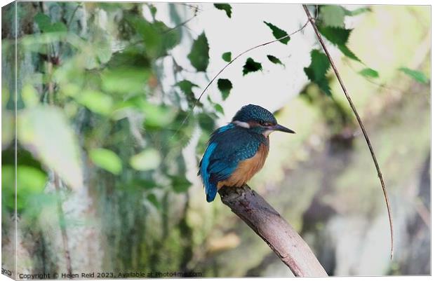 A colorful kingfisher bird perched on a tree branch Canvas Print by Helen Reid
