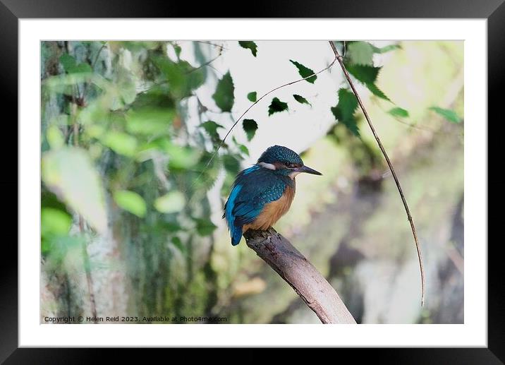 A colorful kingfisher bird perched on a tree branch Framed Mounted Print by Helen Reid