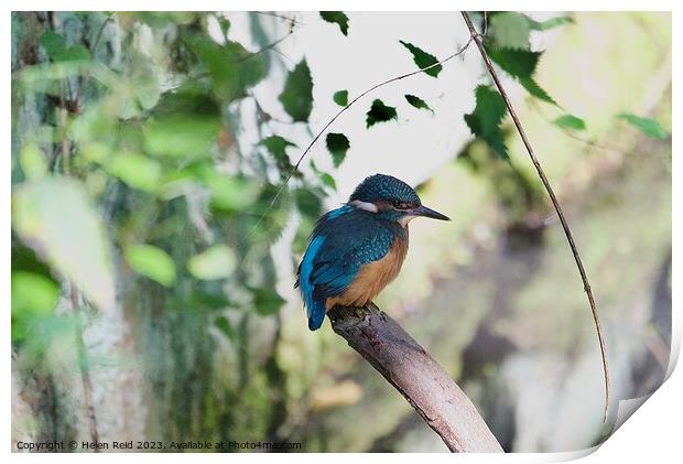 A colorful kingfisher bird perched on a tree branch Print by Helen Reid