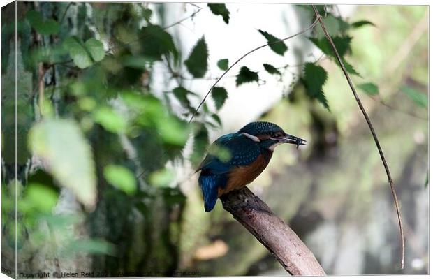 A small blue Kingfisher bird perched on a tree branch eating a fish Canvas Print by Helen Reid
