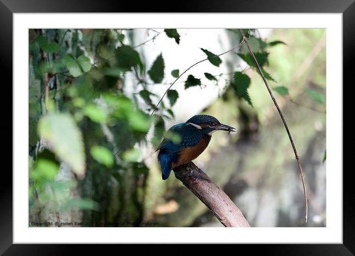 A small blue Kingfisher bird perched on a tree branch eating a fish Framed Mounted Print by Helen Reid