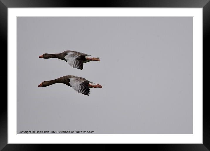 Two Greylag Geese in flight Framed Mounted Print by Helen Reid