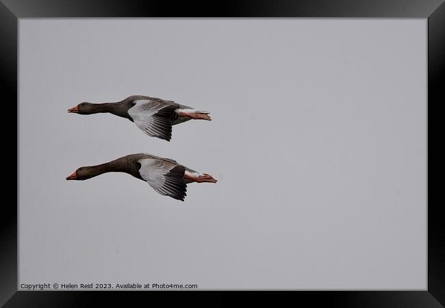 Two Greylag Geese in flight Framed Print by Helen Reid