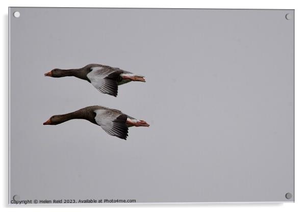 Two Greylag Geese in flight Acrylic by Helen Reid