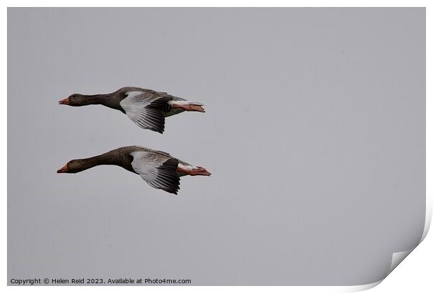 Two Greylag Geese in flight Print by Helen Reid