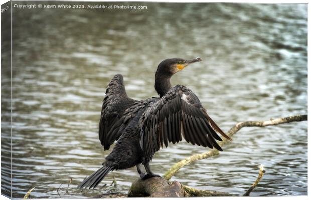 Cormorant resting on his favourite log Canvas Print by Kevin White