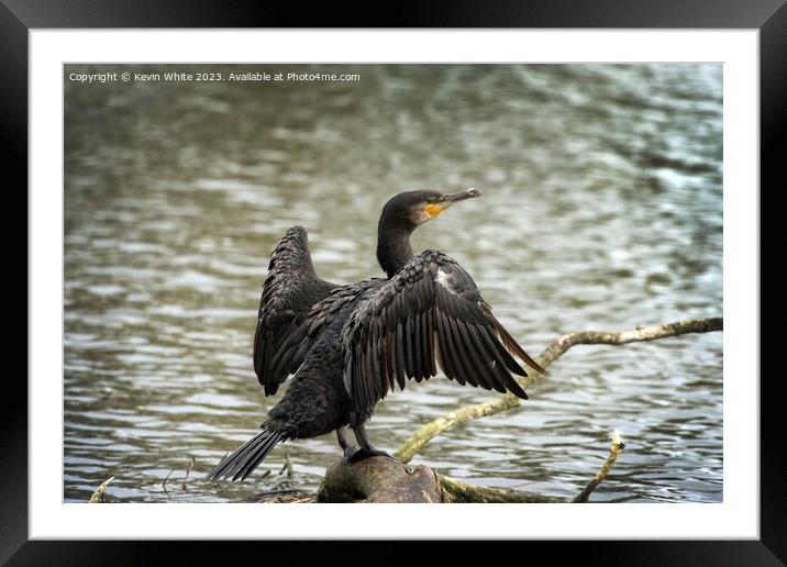 Cormorant resting on his favourite log Framed Mounted Print by Kevin White