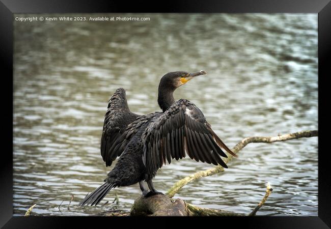 Cormorant resting on his favourite log Framed Print by Kevin White