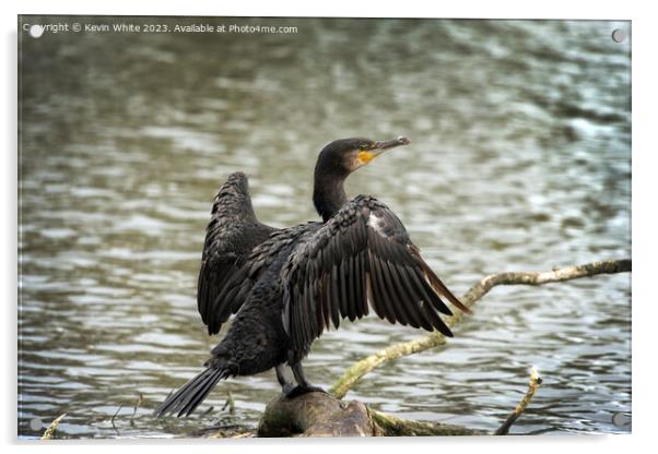Cormorant resting on his favourite log Acrylic by Kevin White