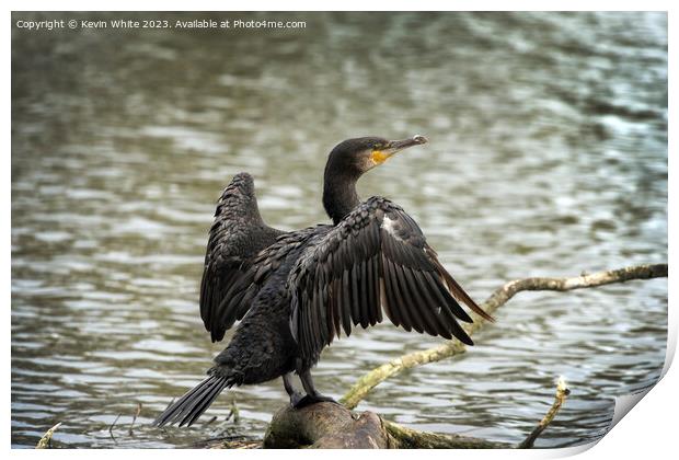 Cormorant resting on his favourite log Print by Kevin White