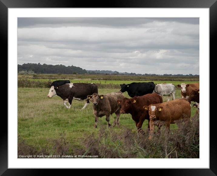 A herd of cattle at Pett Level. Framed Mounted Print by Mark Ward