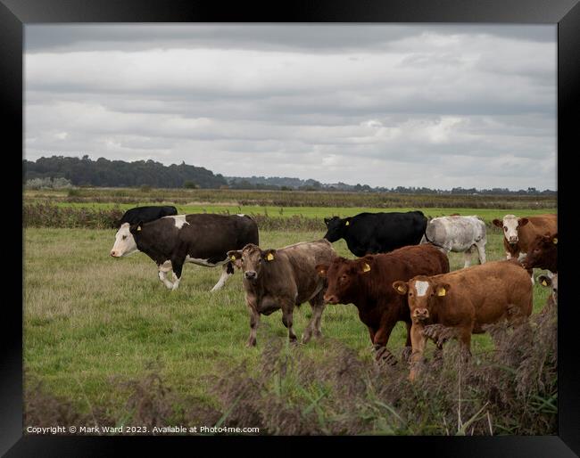 A herd of cattle at Pett Level. Framed Print by Mark Ward