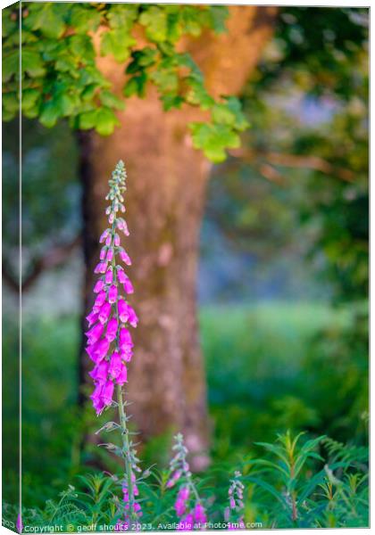 Foxgloves in a Peak District Woodland Canvas Print by geoff shoults