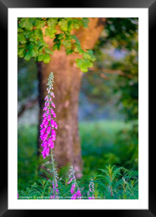 Foxgloves in a Peak District Woodland Framed Mounted Print by geoff shoults