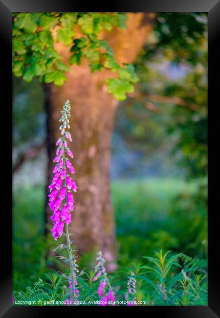 Foxgloves in a Peak District Woodland Framed Print by geoff shoults