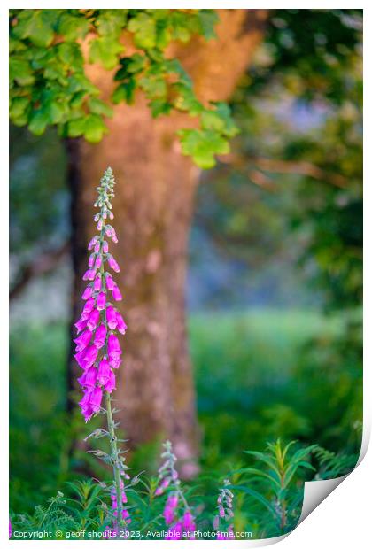 Foxgloves in a Peak District Woodland Print by geoff shoults