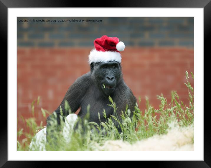 Gorilla Shufai At Christmas Framed Mounted Print by rawshutterbug 