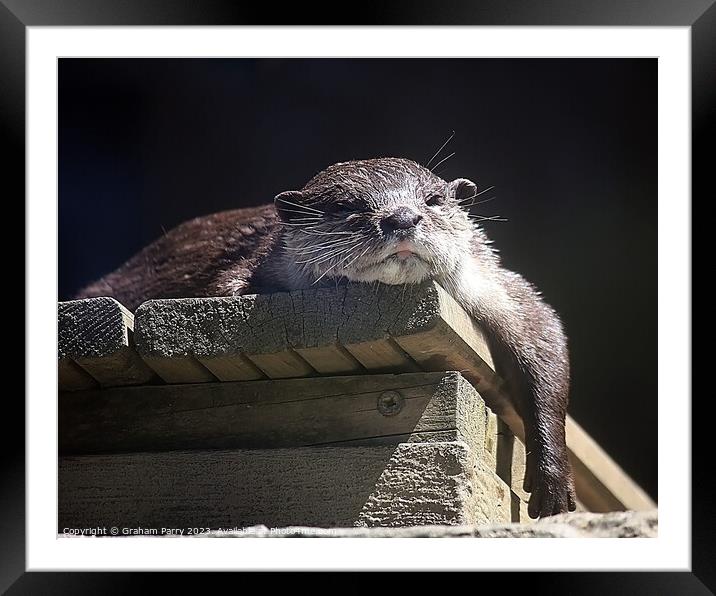 Sunshine Serenade: Eurasian Otter Repose Framed Mounted Print by Graham Parry