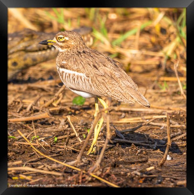 Water thick-knee Framed Print by Margaret Ryan