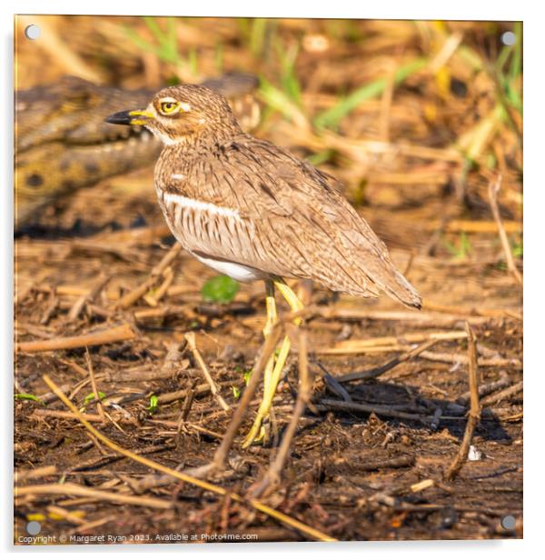 Water thick-knee Acrylic by Margaret Ryan