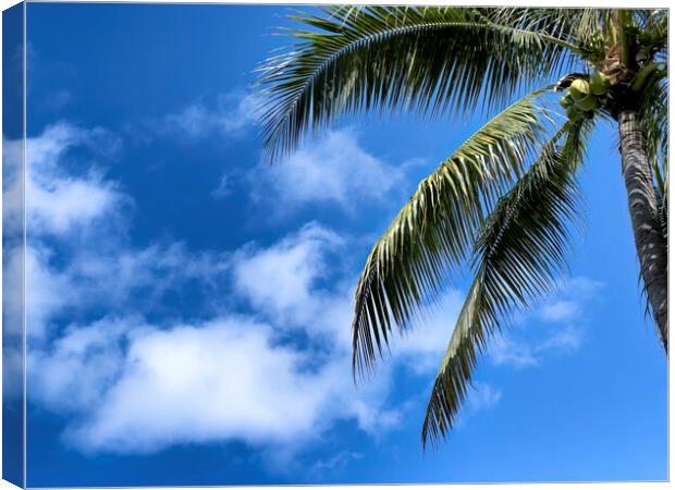 Palm tree with blue sky and clouds for a tropical travel backgro Canvas Print by Thomas Baker