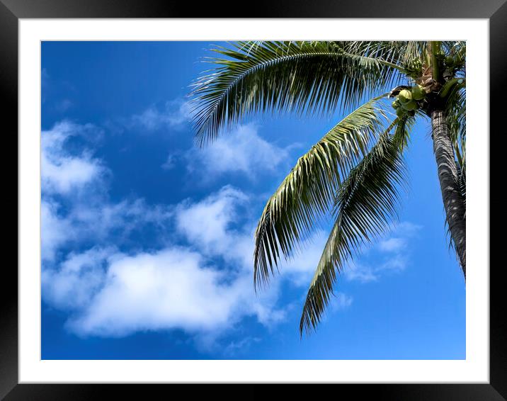 Palm tree with blue sky and clouds for a tropical travel backgro Framed Mounted Print by Thomas Baker