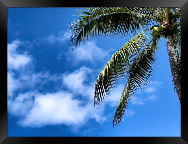 Palm tree with blue sky and clouds for a tropical travel backgro Framed Print by Thomas Baker